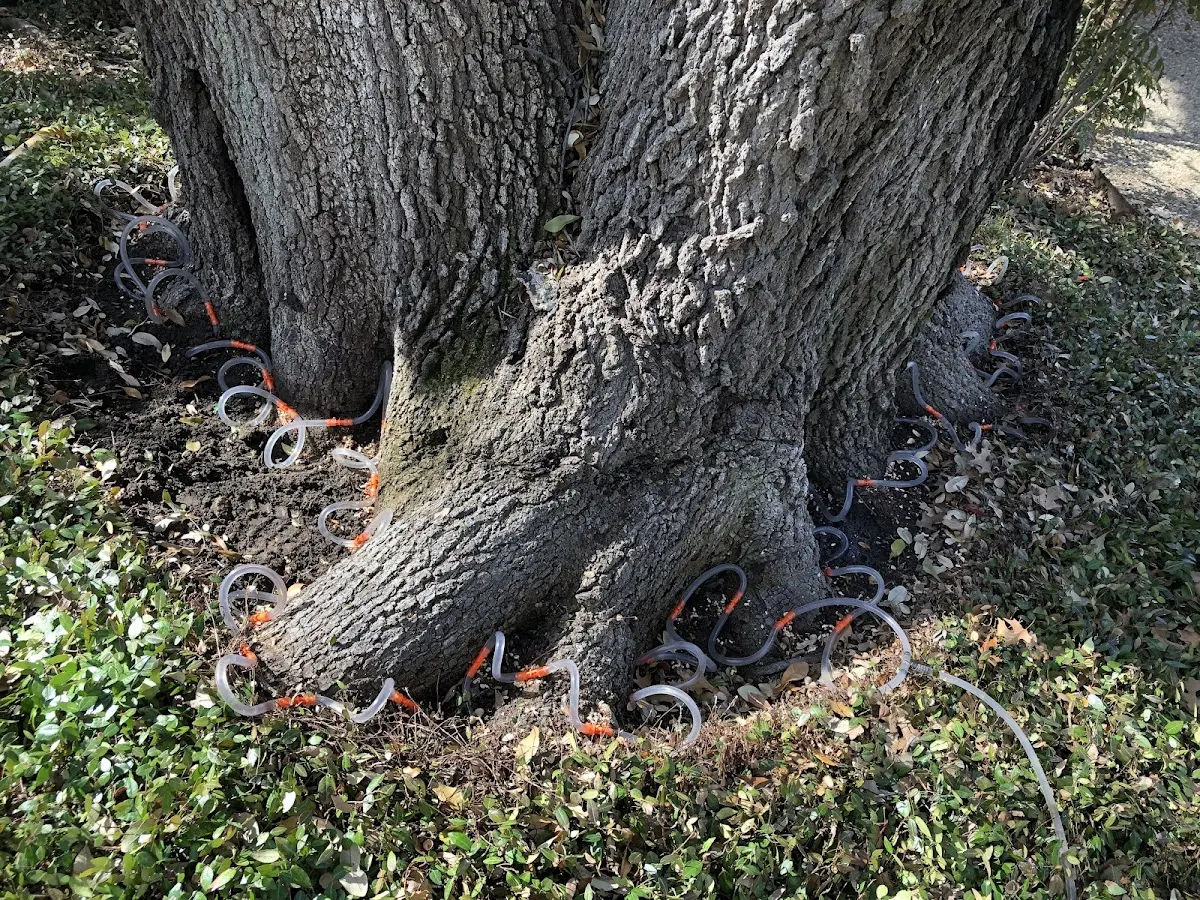Detailed Tree Cabling and Bracing job site in East Greenbush