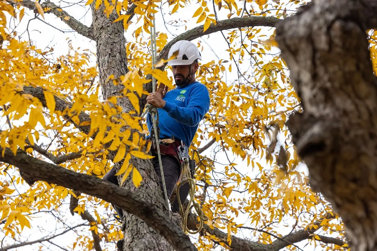 Skilled Tree Pruning crew working in East Greenbush